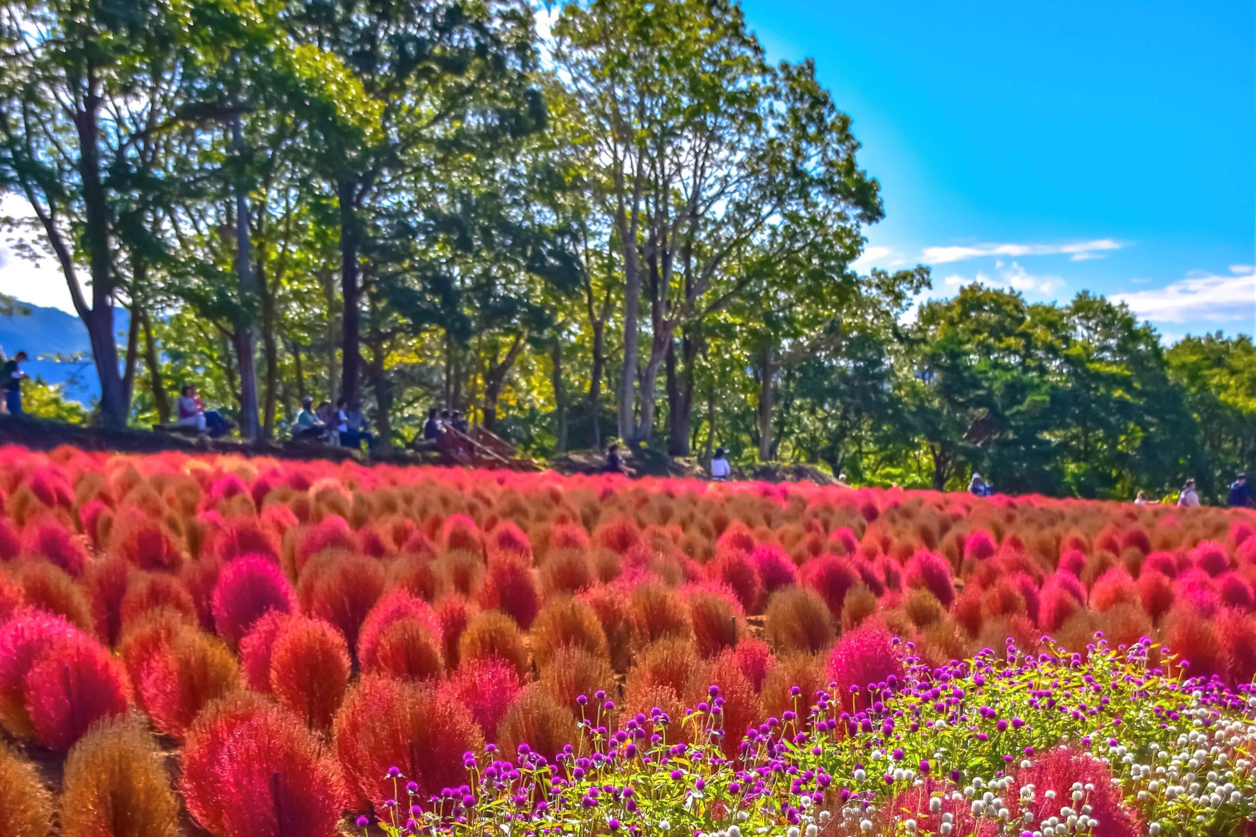 🏞️ 히루가노 분수령 공원(히루가노 분스이레이 코엔) 이미지 4